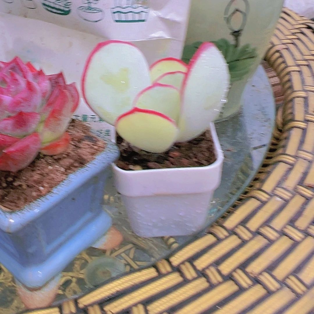 【闪购商品】白眉瑞安哪9.9