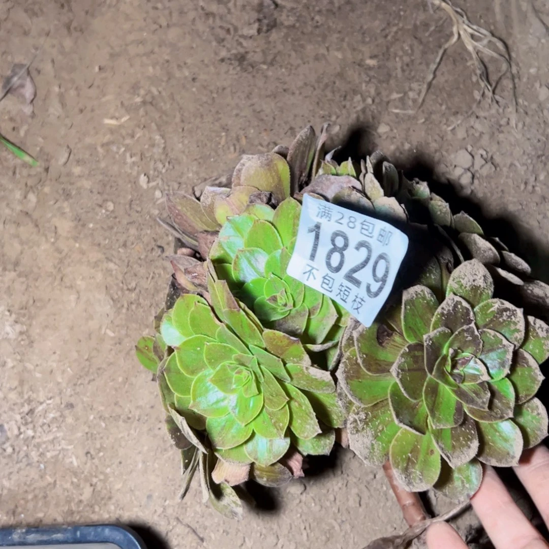 1829多肉植物法师花月夜