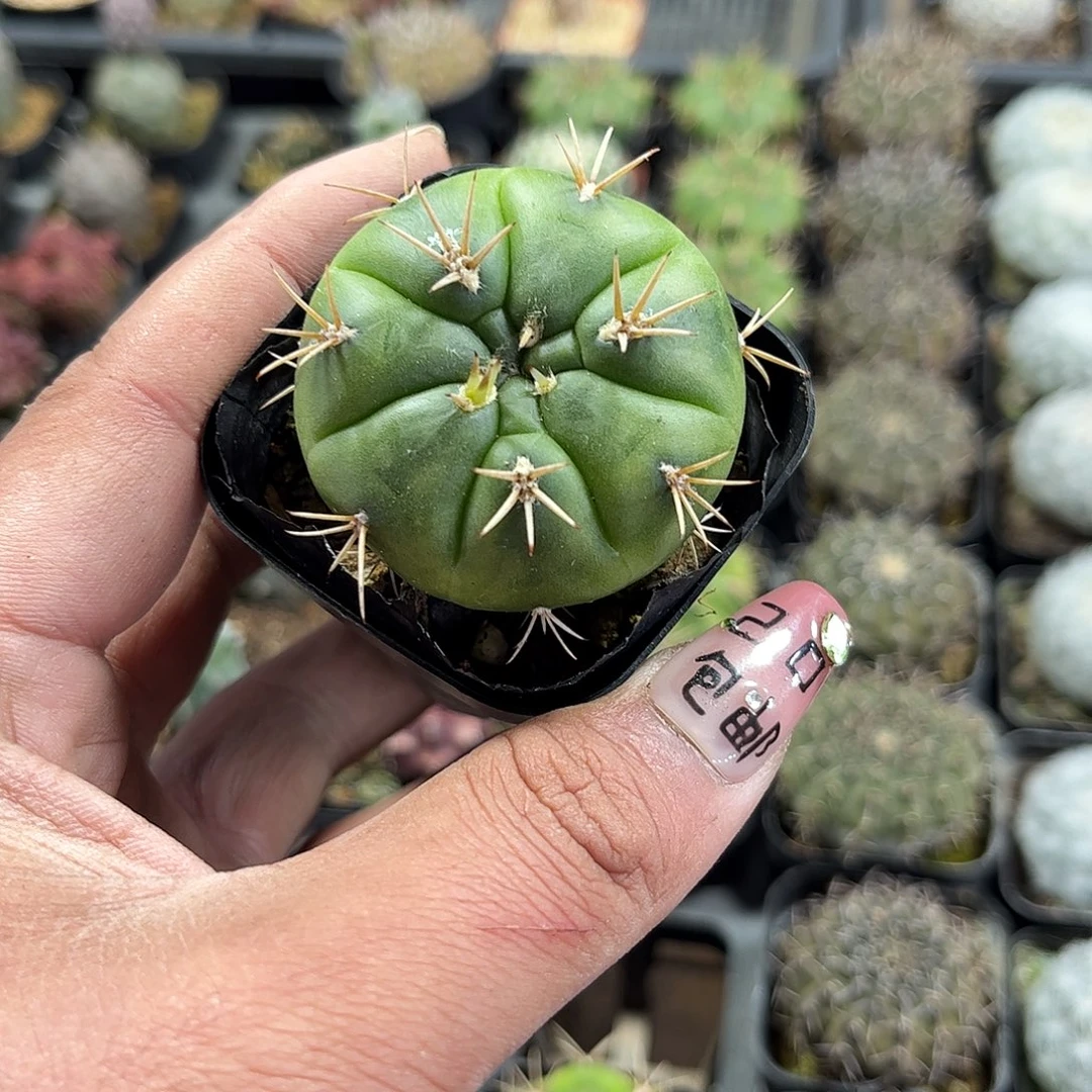 勇将单头发货单头发