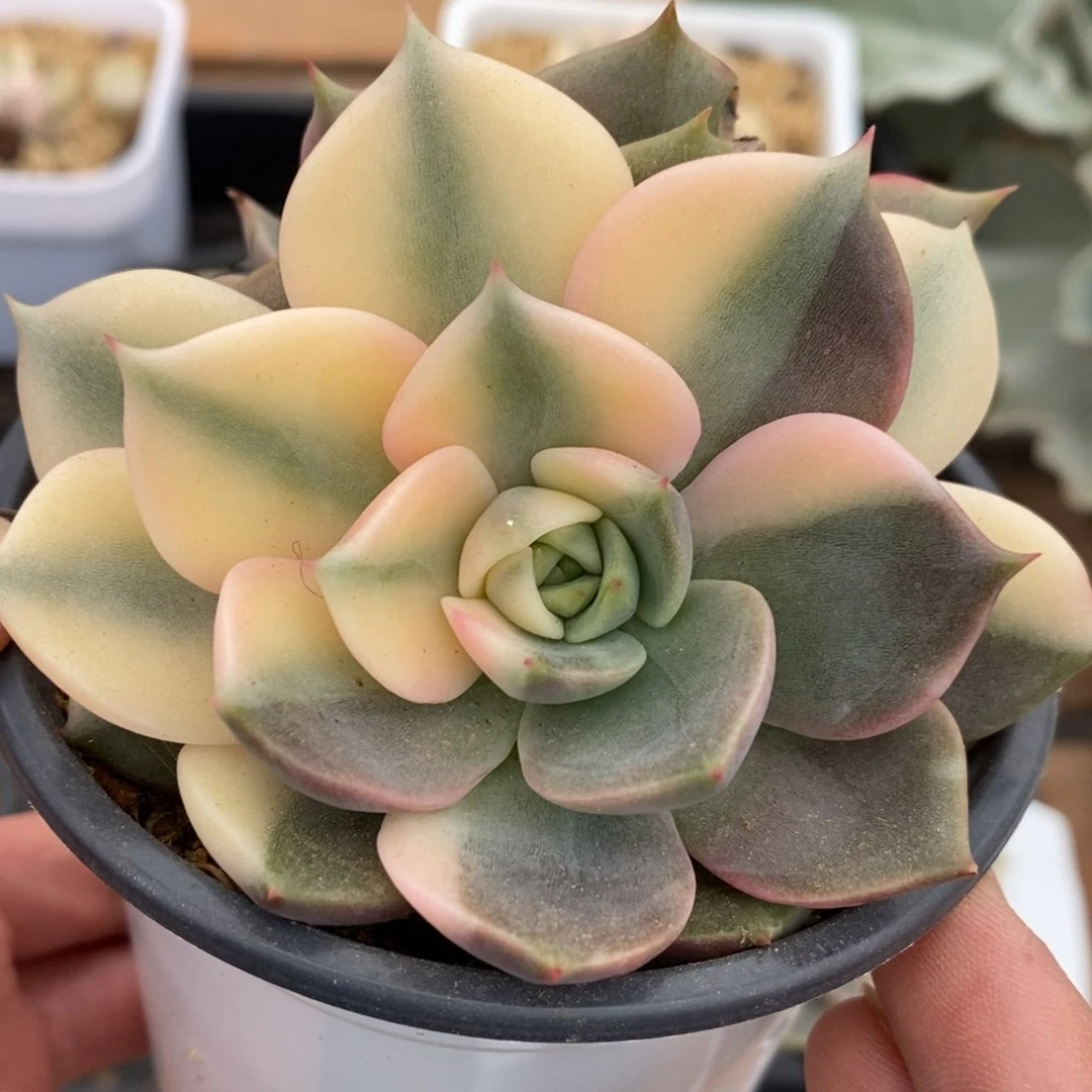 贝加尔湖锦多肉植物