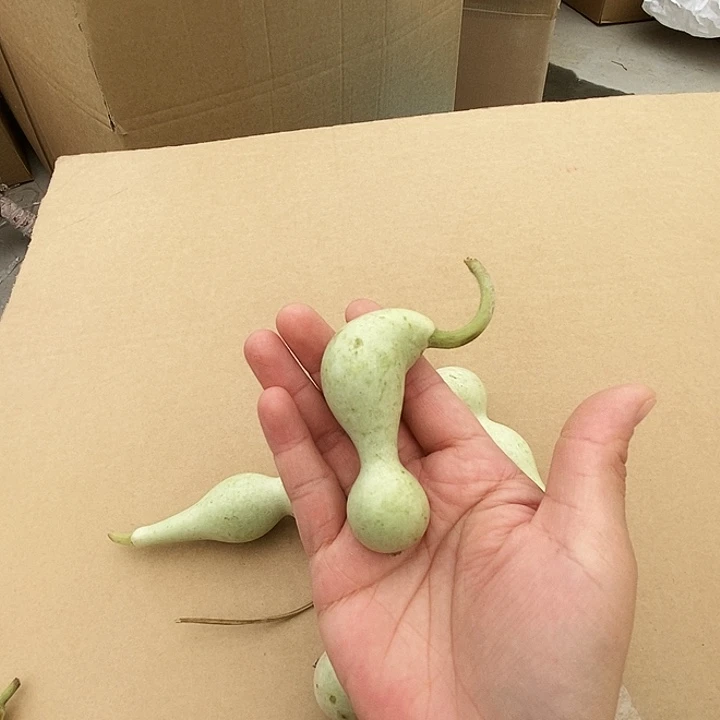 桐***樾葫芦笙是什么意思啊哈哈
