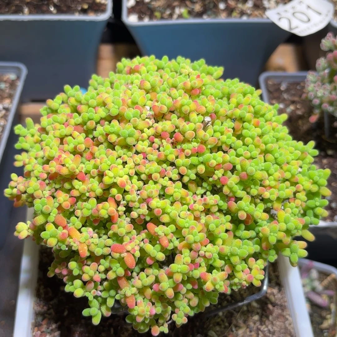 密橘枝干番杏大蘑菇236