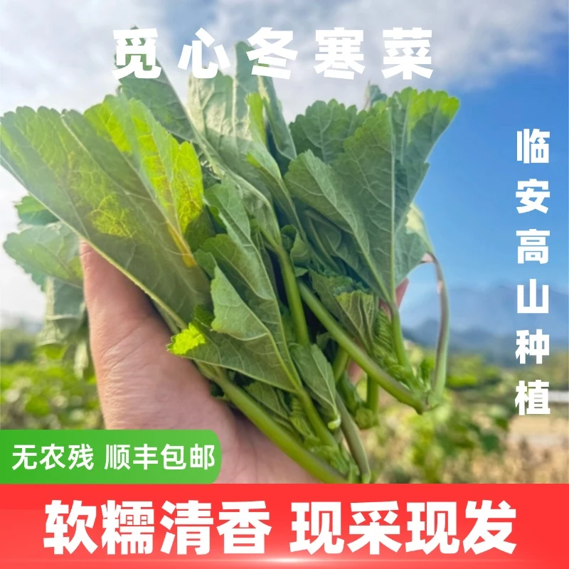 【觅心农场】新菜上线东汉菜冬寒菜冬苋菜巨糯清香粗纤维感