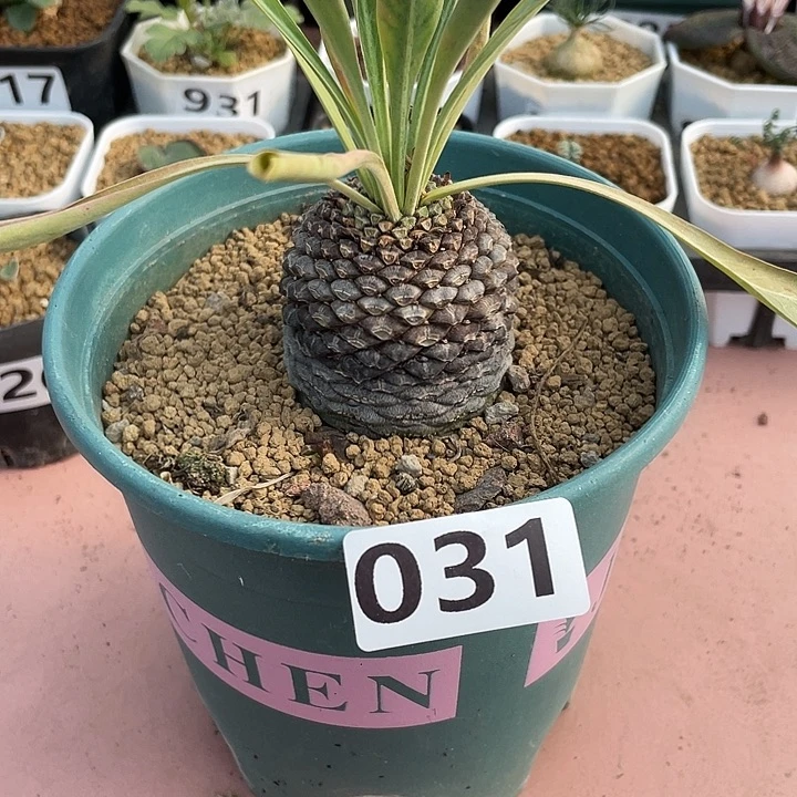 031大铁甲丸菠萝球
