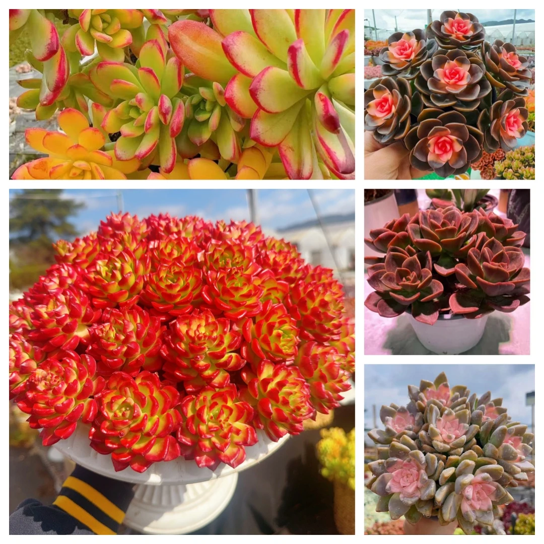 x爱马斯+罗马盆组合 喜阳耐旱 新手好养 带盆带土发货