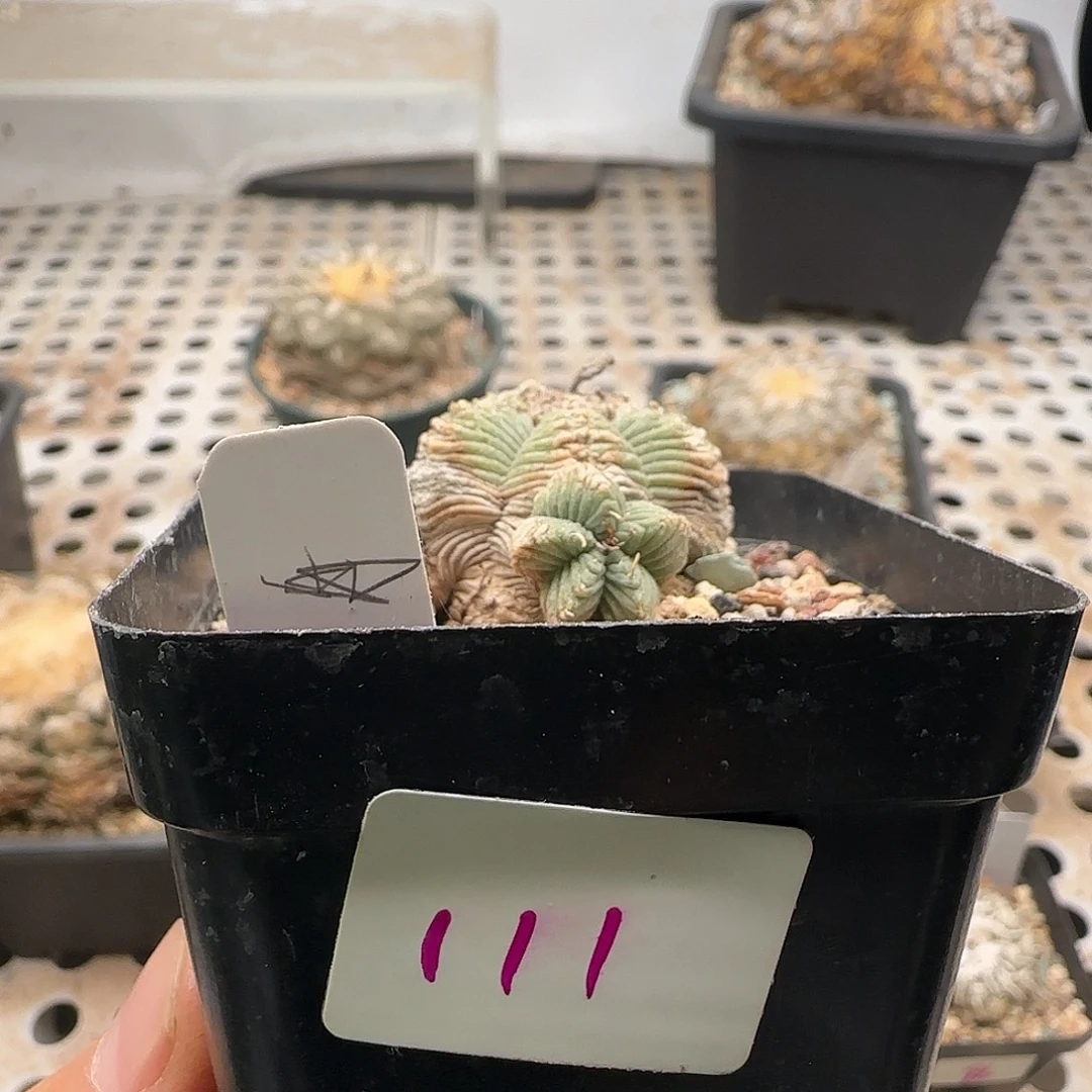 仙人球 1111111111111