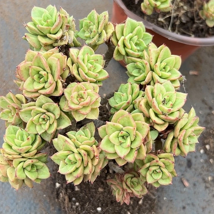 无花朵蜡牡丹。