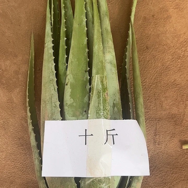 无花朵10斤库拉索芦荟观赏大苗，送2袋营养肥