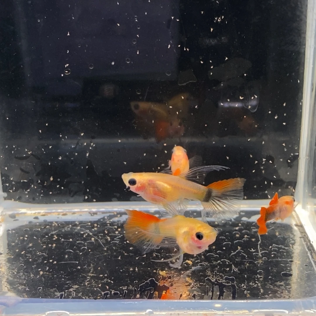 孔雀鱼黄化红礼服短c两对