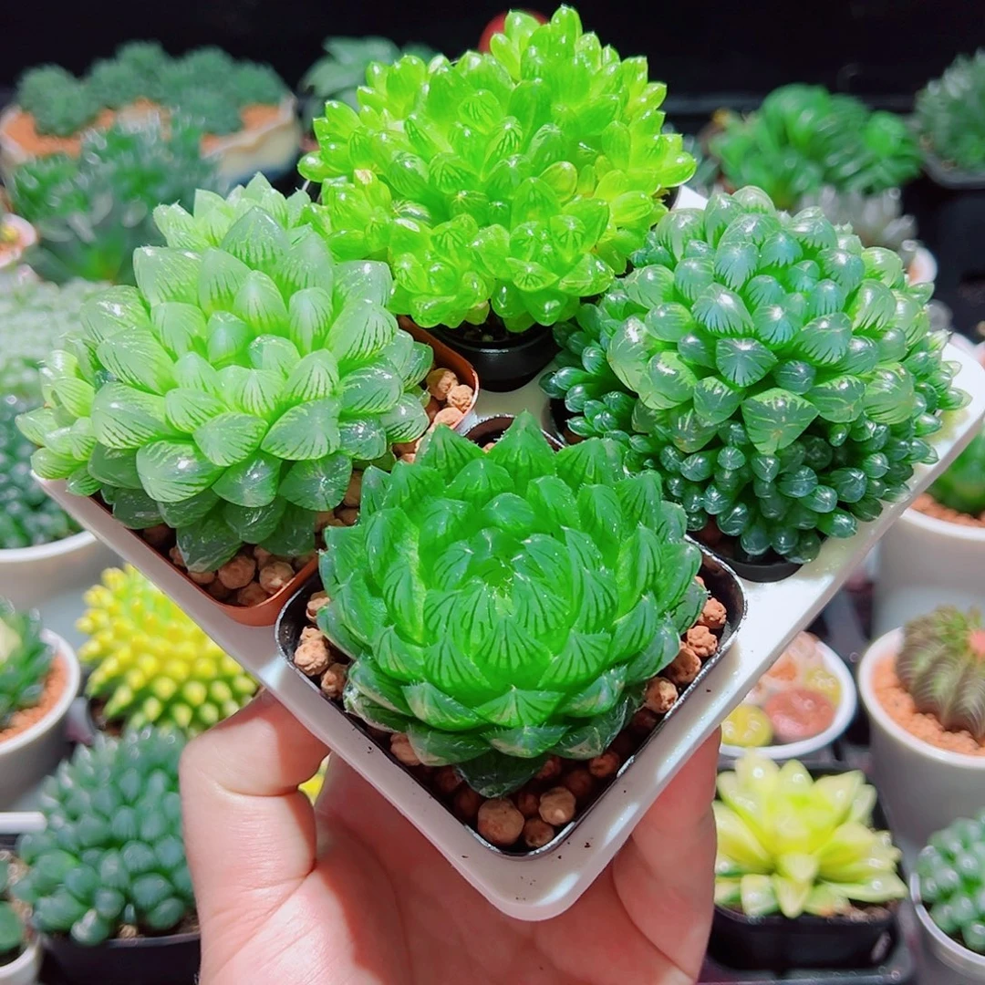 樱水晶姬玉露群雪花水晶草原盆土
