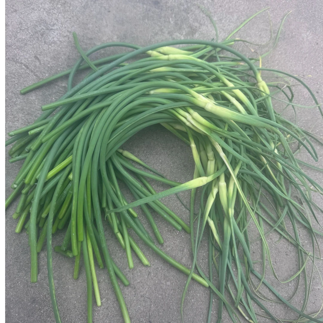 天津宝坻四六瓣新鲜蒜苔3斤-顺丰送上门蒜薹
