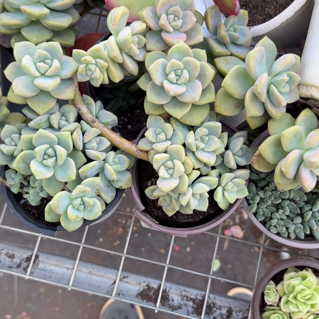 杏美人老庄两盆多肉