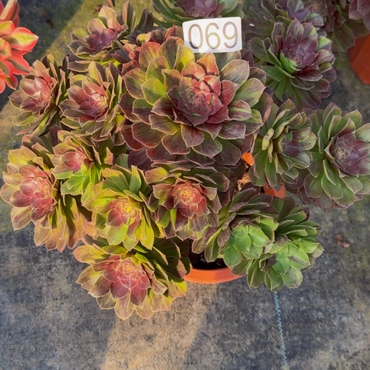 00000000000069花月夜福利价