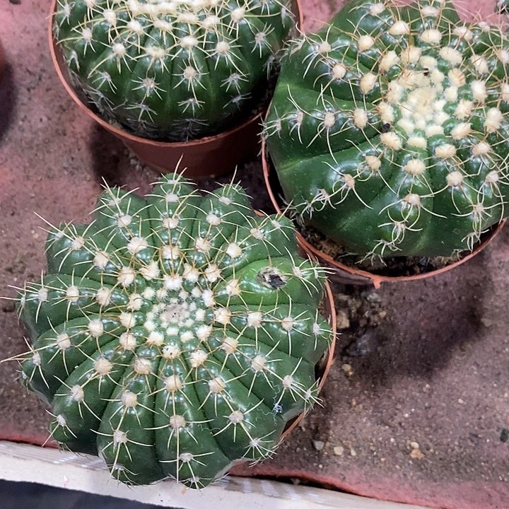 无花朵兰****眩美玉仙人球仙人掌