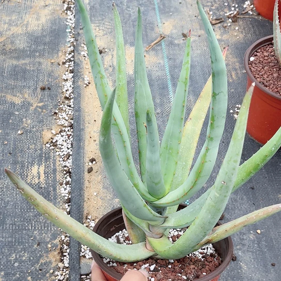 多肉植物猫尾芦荟