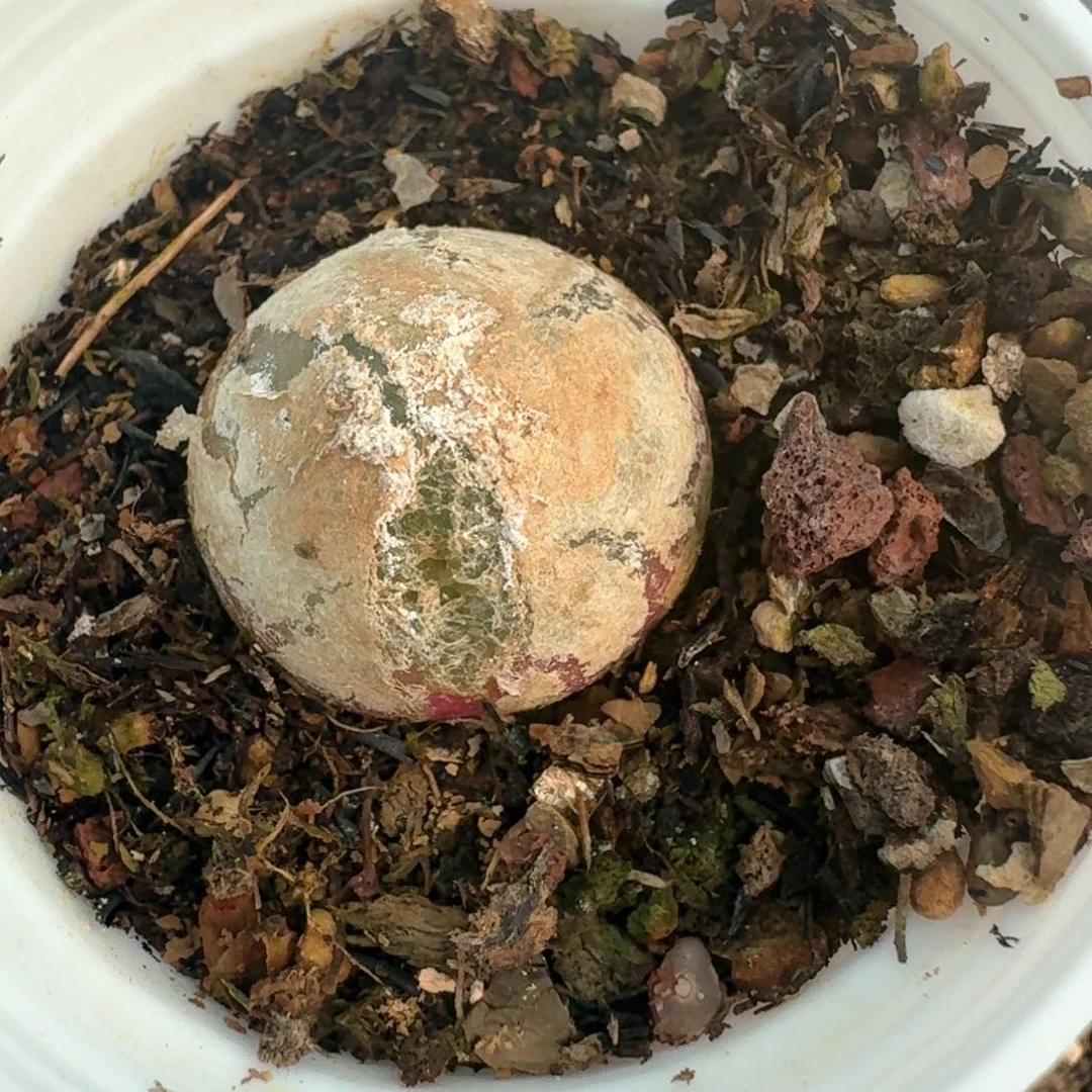 102带盆土发货灯泡有裂福利