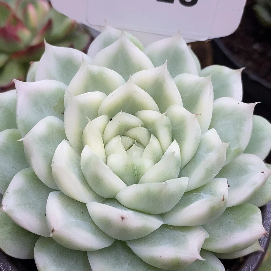918麦秆哈哈哈哈哈哈哈哈哈哈