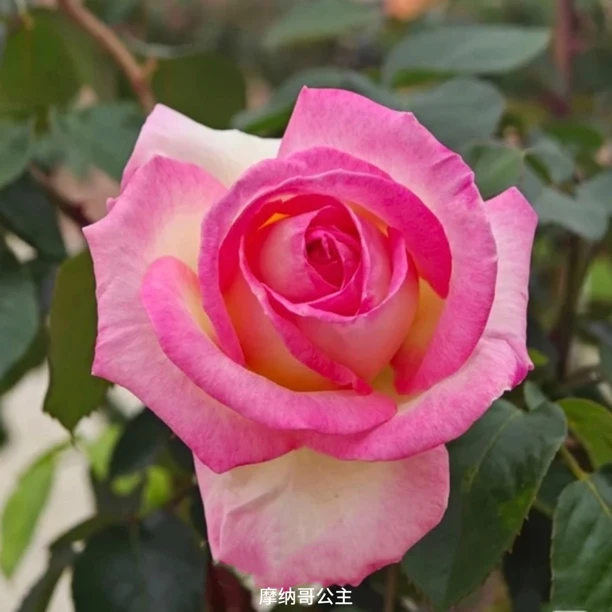 【阿凡达.冒险】粉白复色大花勤花切花扦插盆栽月季!