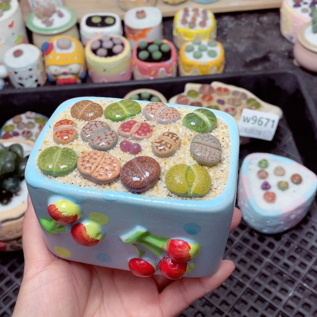 w9674 -零下地区拍保温箱-15支持寄养