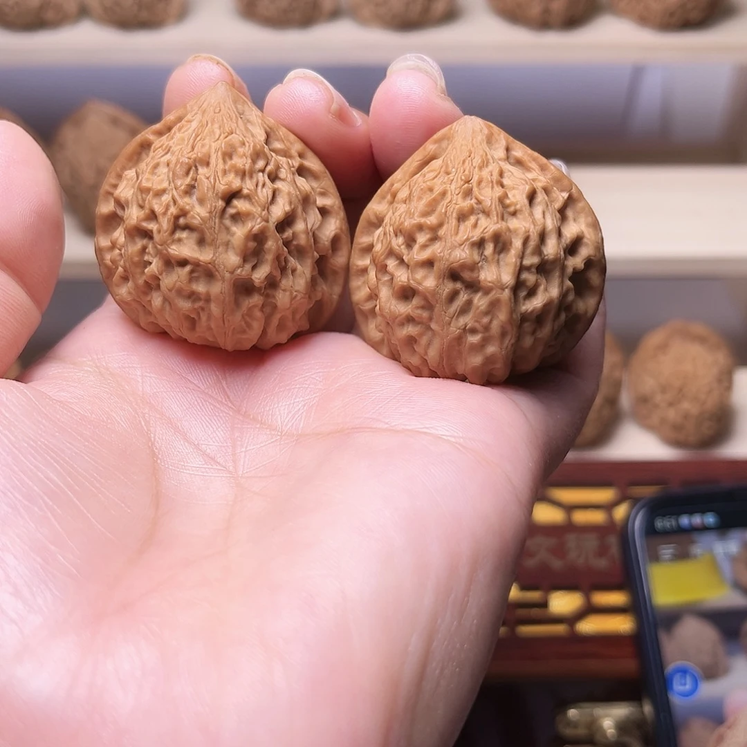 39尺金牛骨质硬皮质好