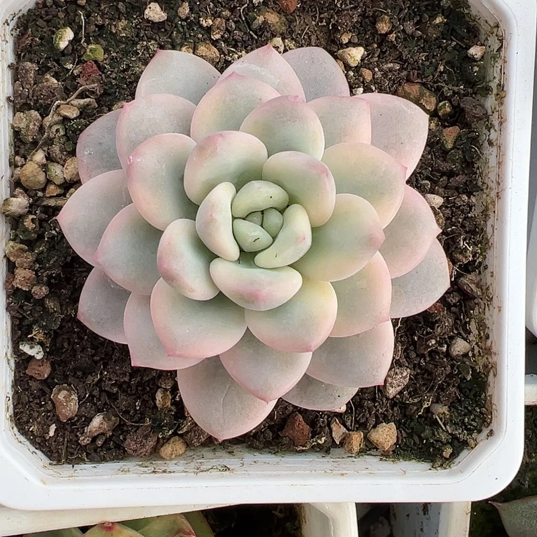 白马香水锦多肉植物