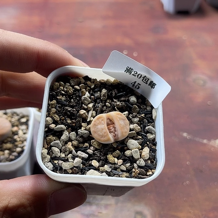 无花朵45、拿铁、、、