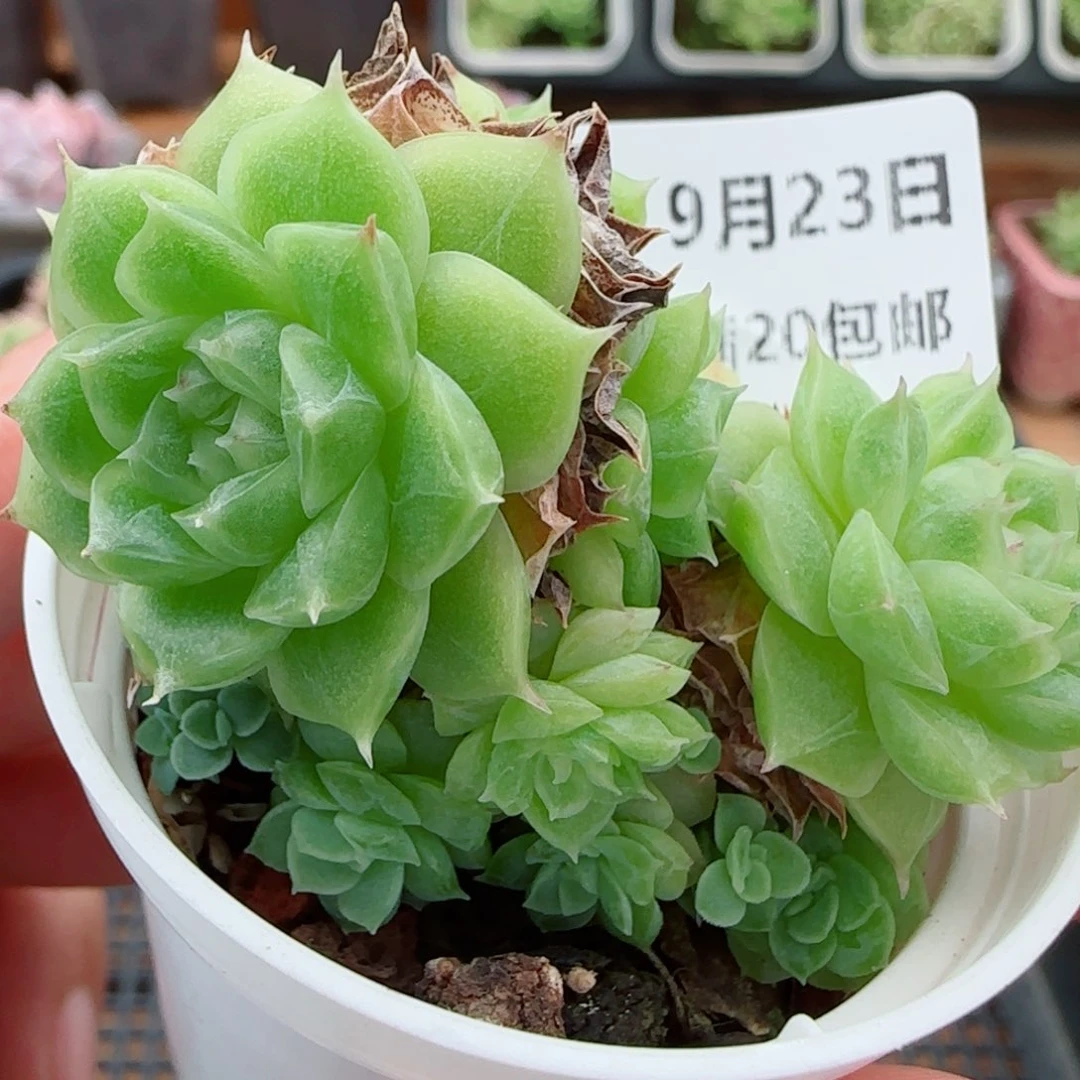 花语逸镜0923-137散