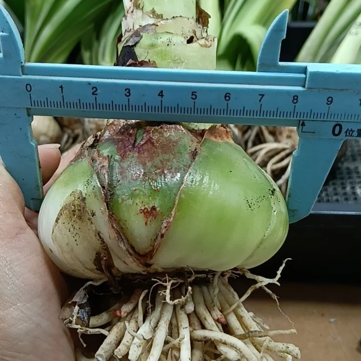 无花朵品种混球8+