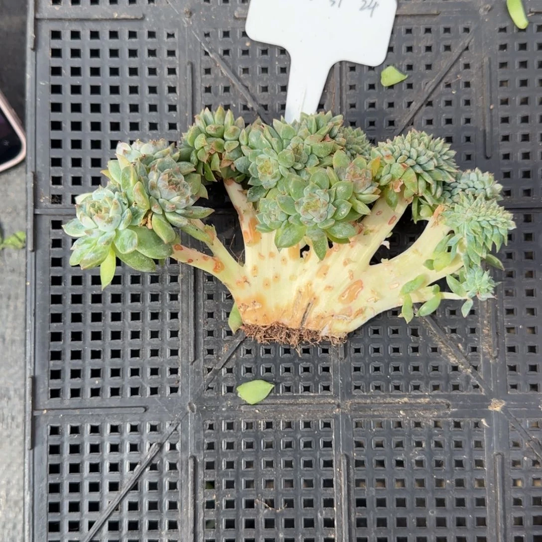 一物一拍秘境冰魄树缀24