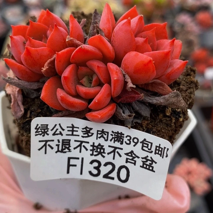 高贵不包整6cm320多肉
