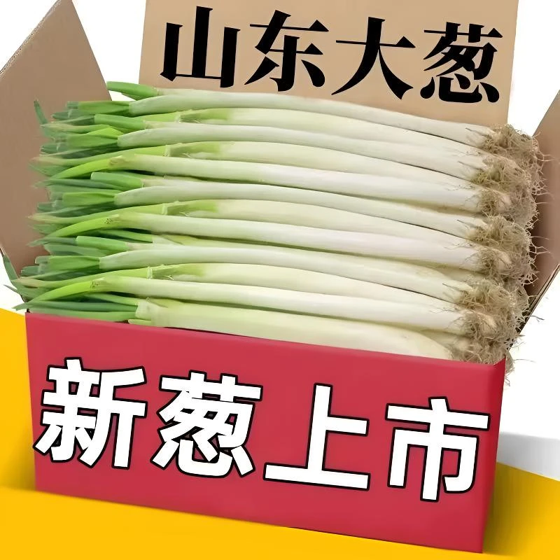 （去叶大葱   只发葱白 ）山东新鲜铁杆大葱 新鲜现挖