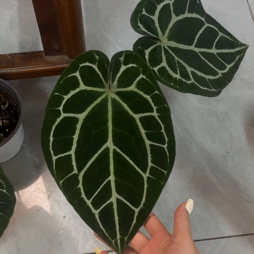 无花朵红水晶杂黑水晶07
