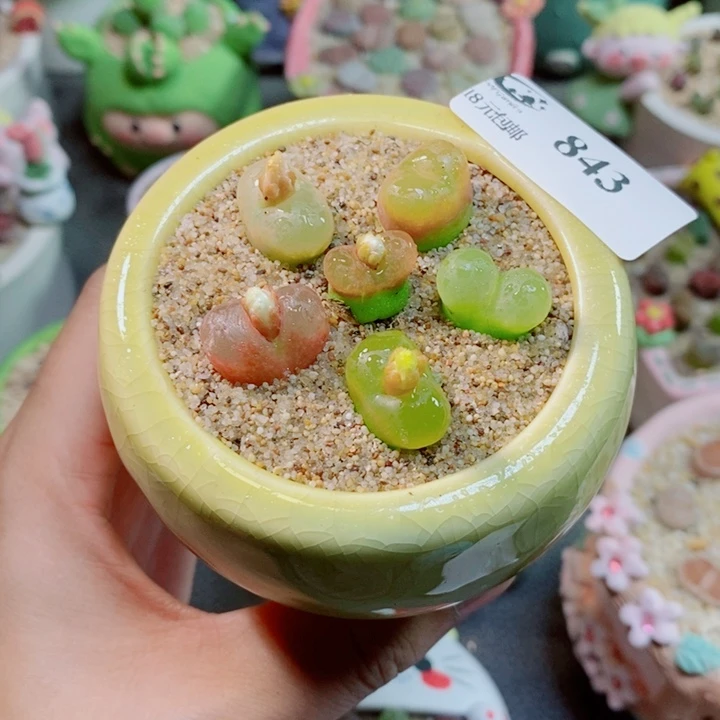 生石花花花花花花花843