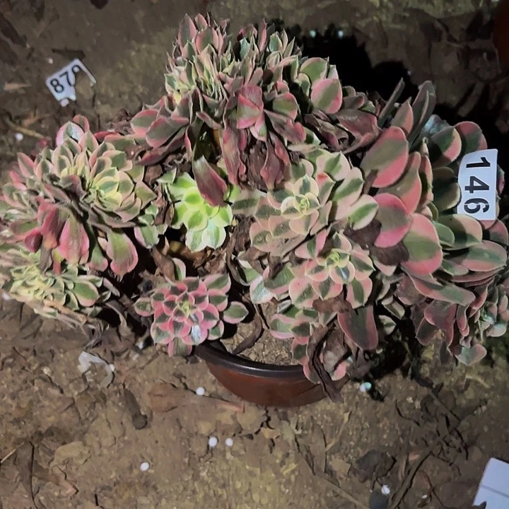 146女神多肉植物不售后