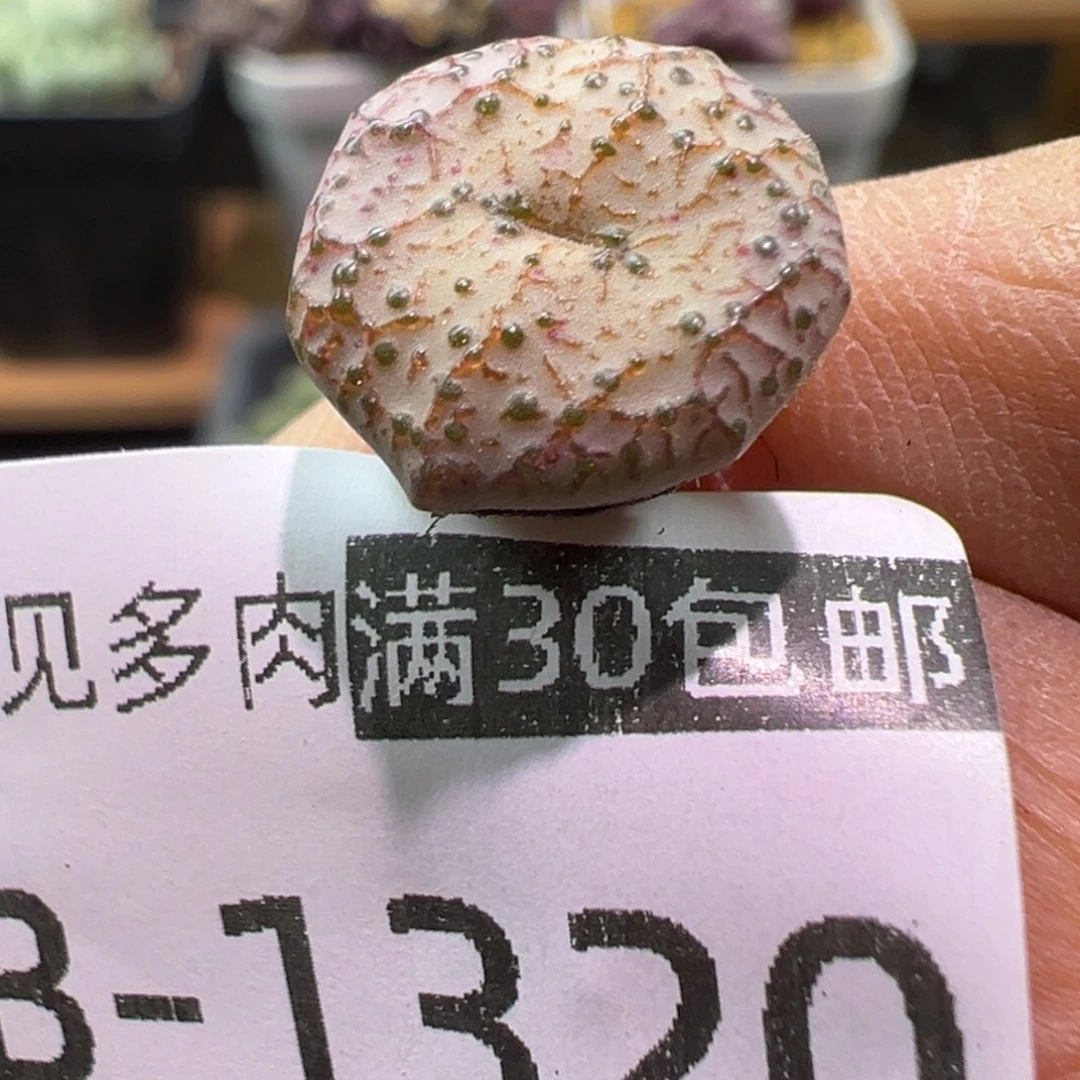 多肉植物1111111111111