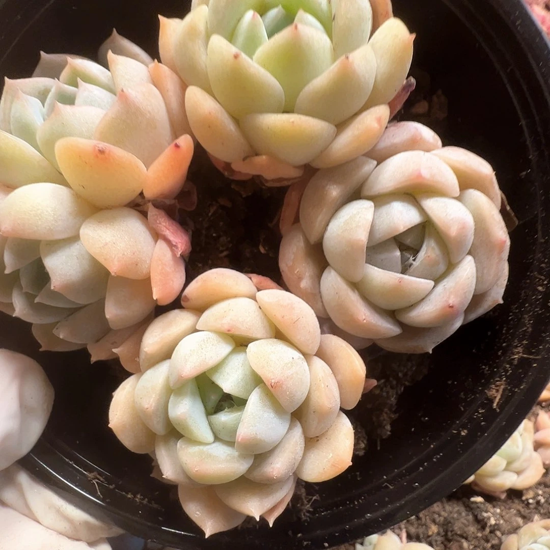 纯爱优选，多肉植物