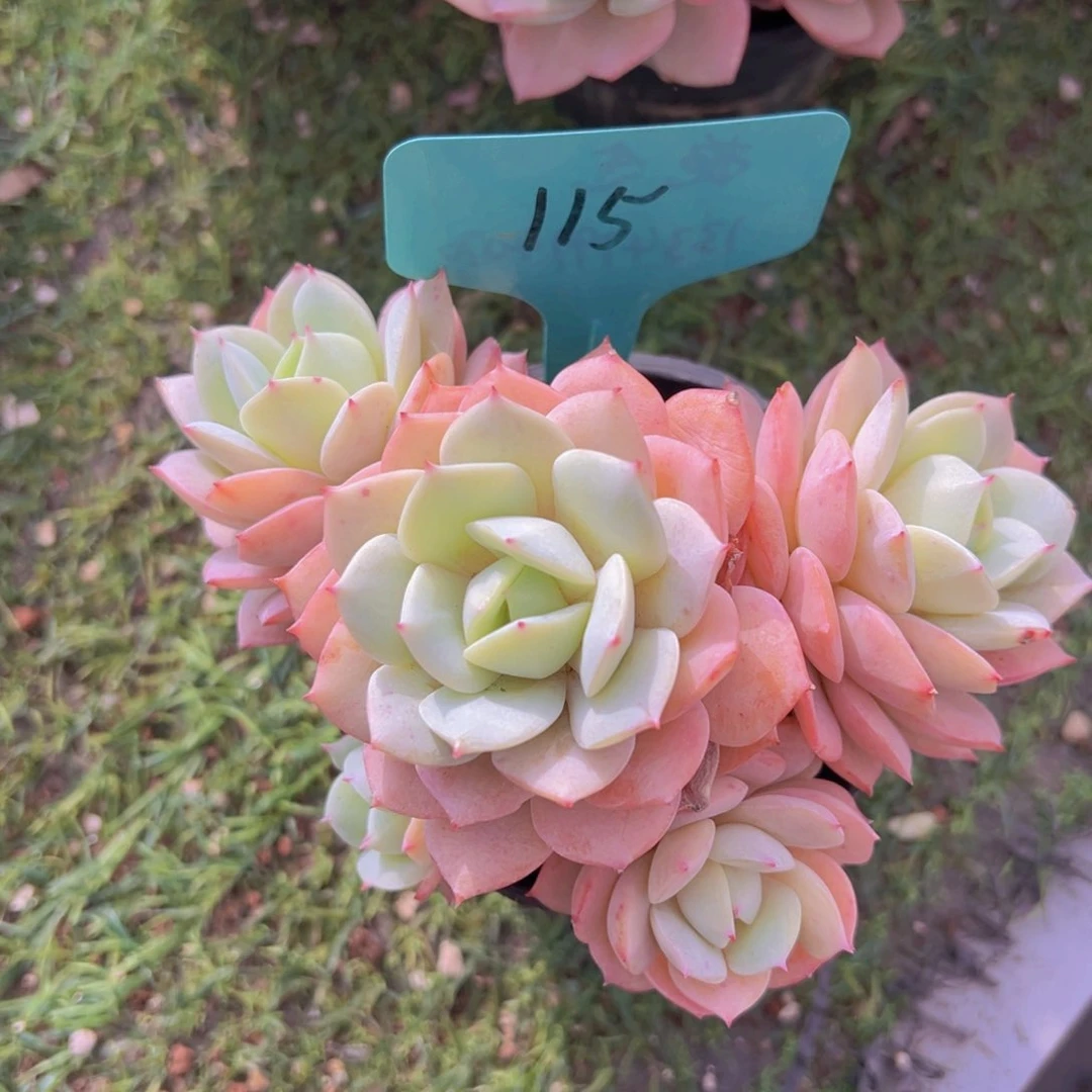 香玉的故事是一个人