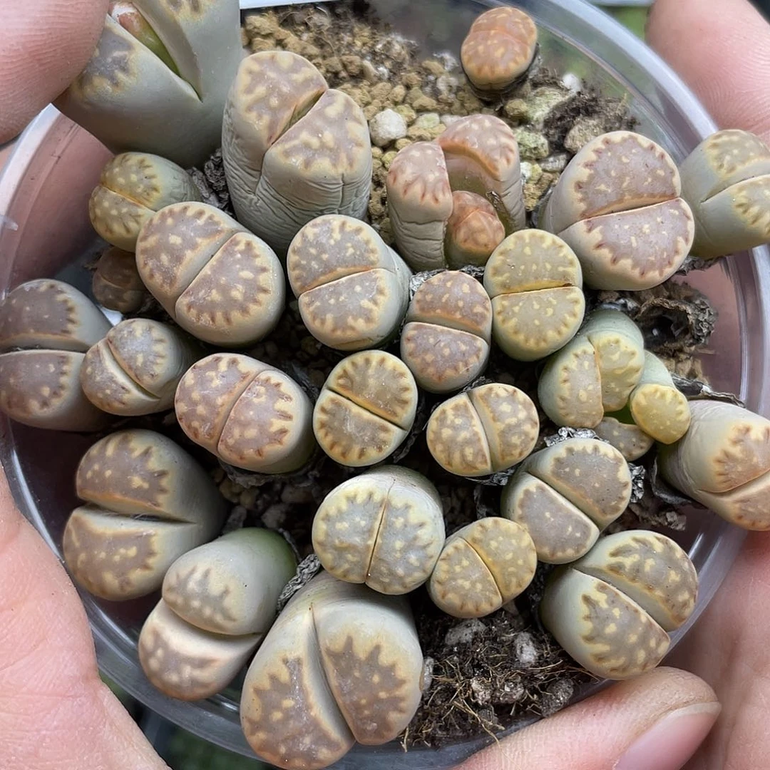 12400000花花花花花去啊