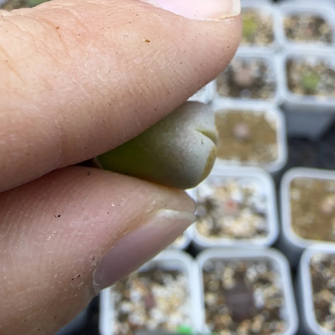 309福利一颗美美肉肉