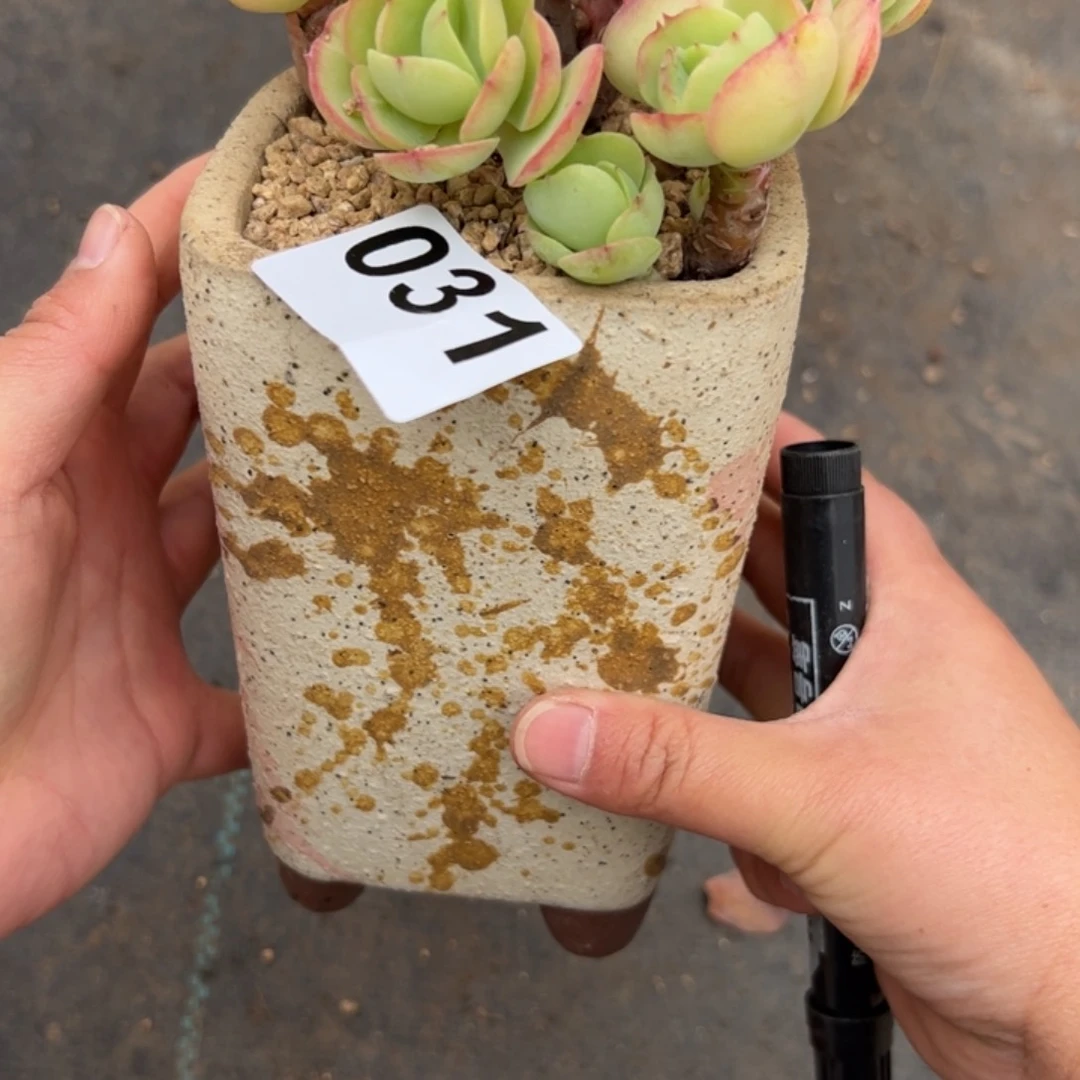 小*嗝花盆多肉植物组合盆栽