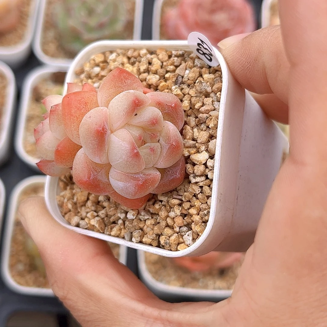 831 新品珍妮  满18包邮