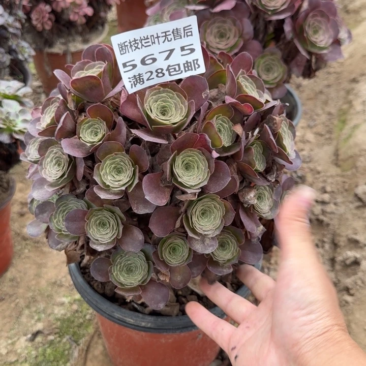 5675二号棚魅金玫瑰丛林C