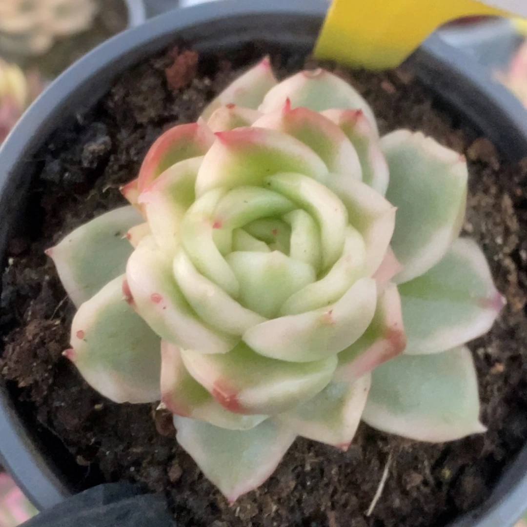 634碧浪看看锦锦锦锦锦