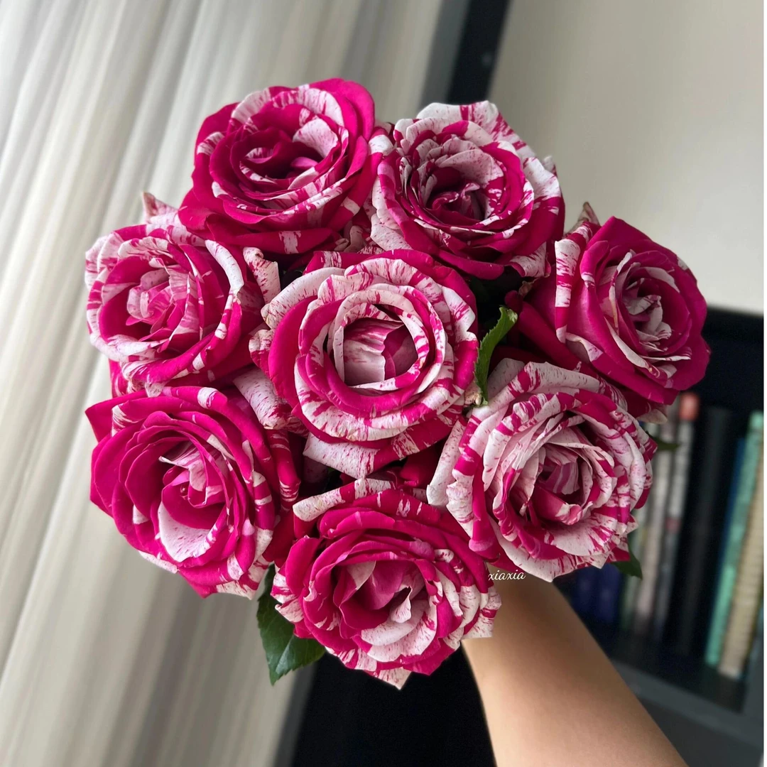 【AB级水瓶座玫瑰  10支】 鲜花任意两单顺丰送货上门