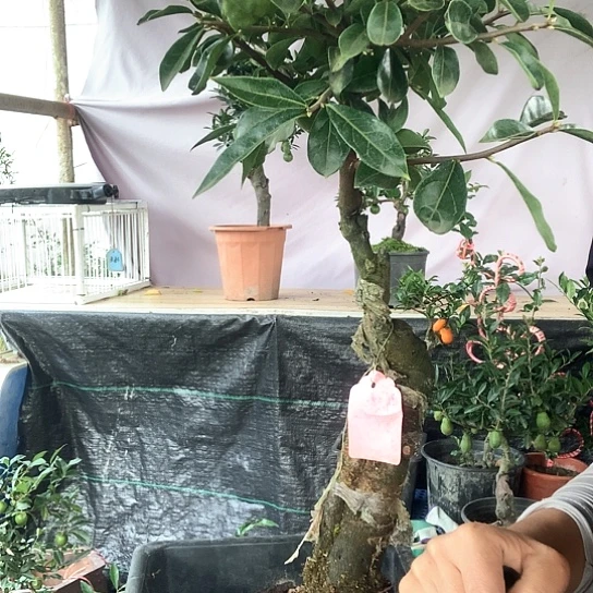 无花朵金弹子水晶葫芦