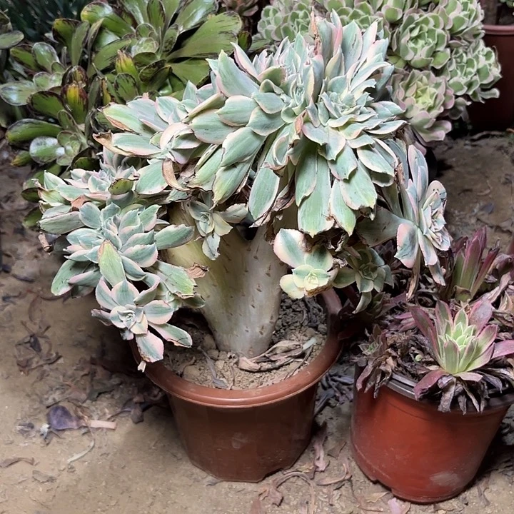 多肉植物灿烂缀11