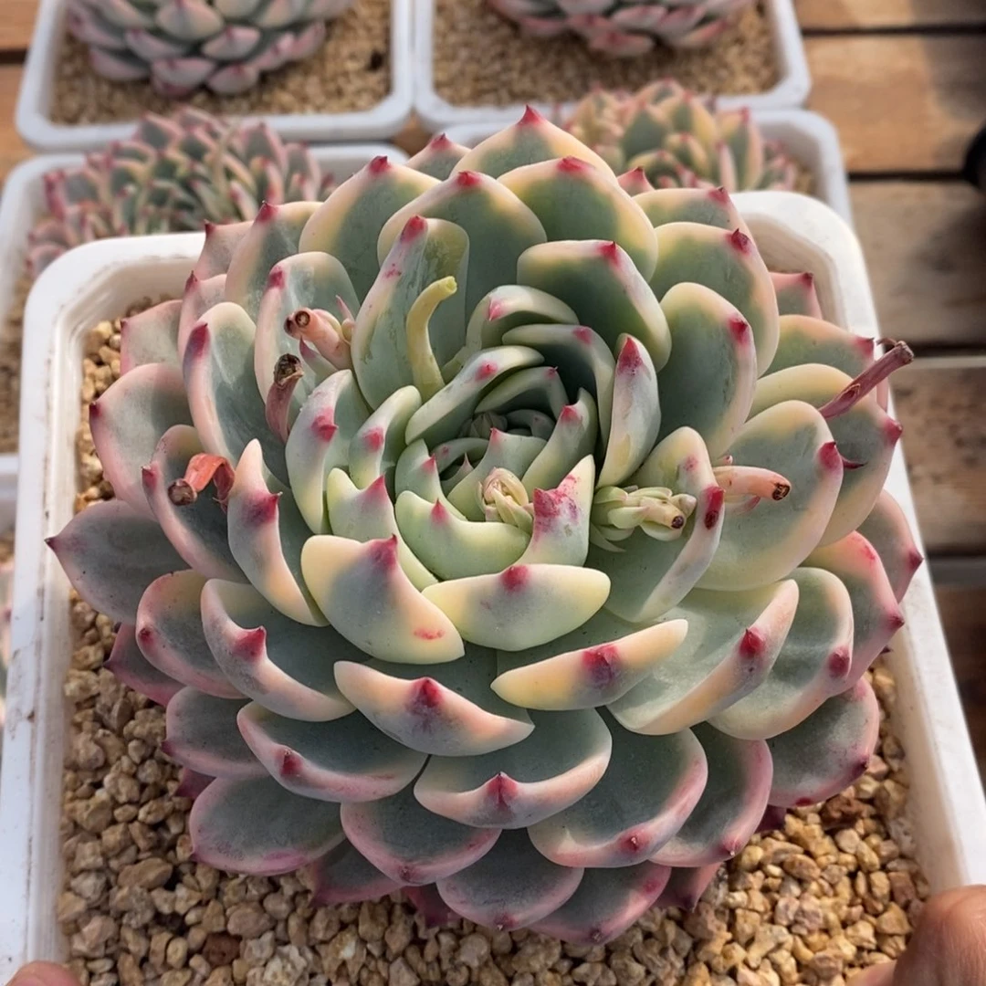 吉娃娃锦多肉植物