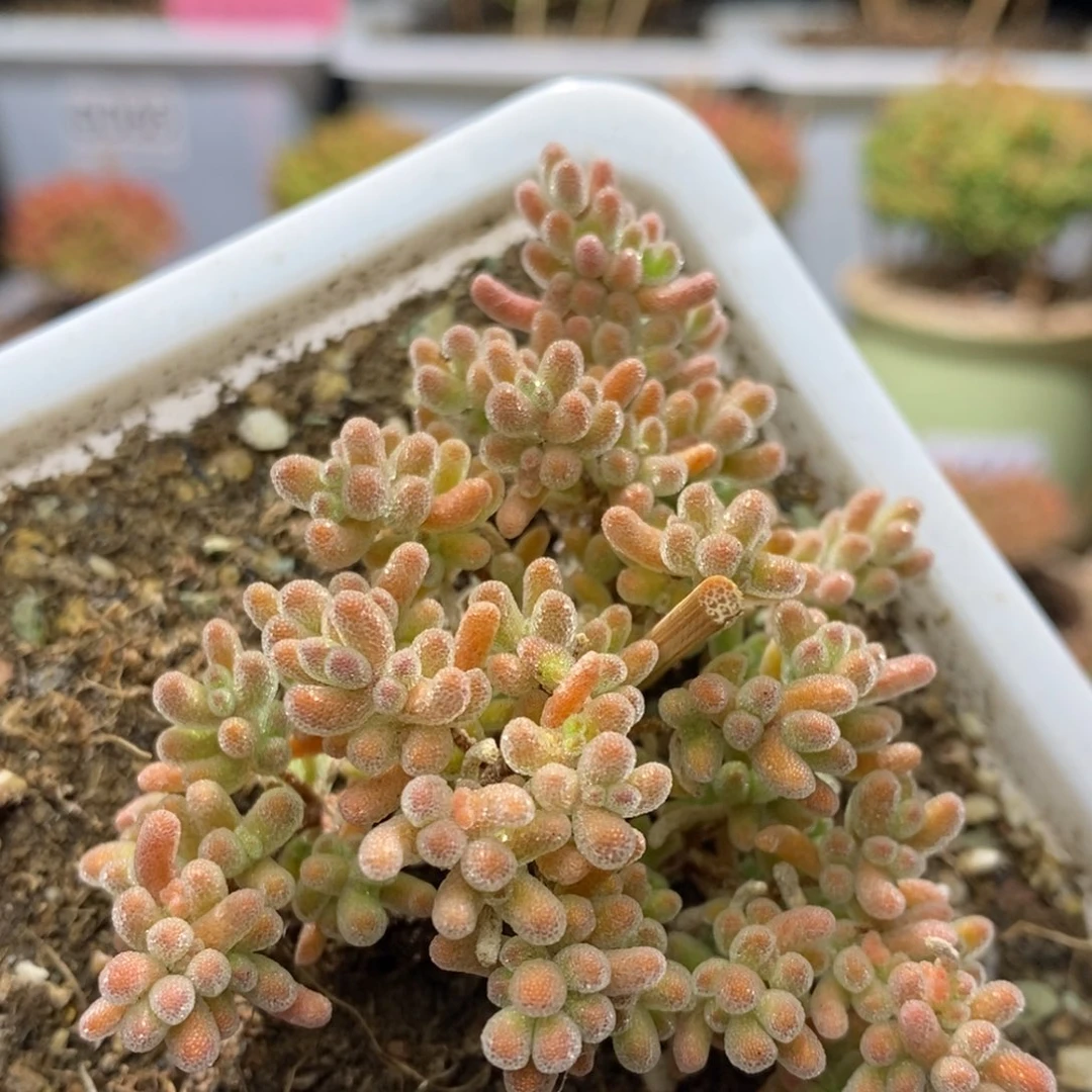 冰晶杂枝干番杏A168