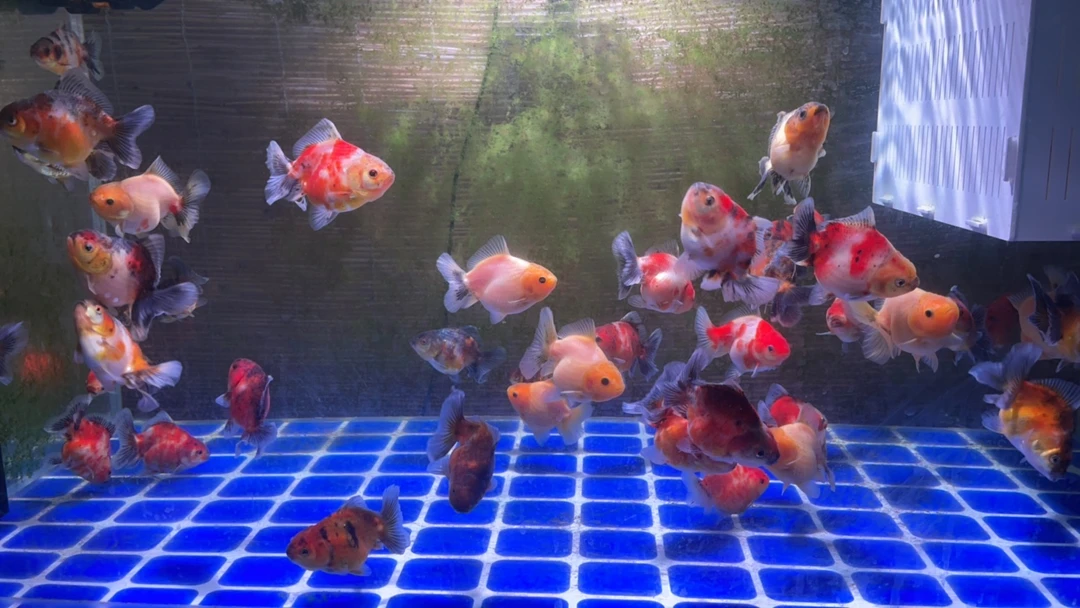 泰狮、兰寿、短尾将军狮鱼苗