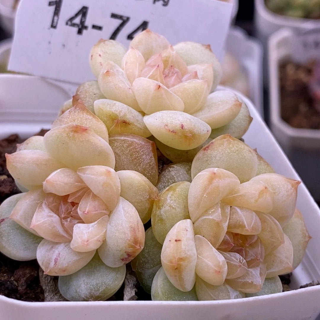 【闪购商品】14-74粉钻